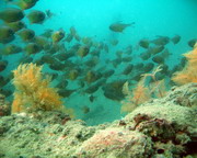 Reef Fish  - Hervey Bay