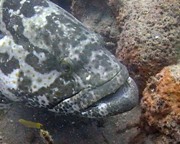 Giant Cod - Hervey Bay