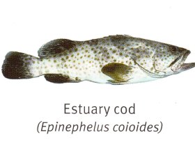 Estuary Cod - Hervey Bay
