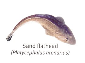 Sand Flathead - Hervey Bay