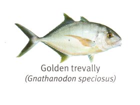 Golden Trevally - Hervey Bay