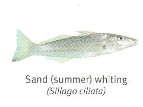 Summer Whiting - Hervey Bay