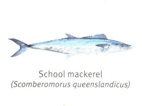 School Mackerel - Hervey Bay