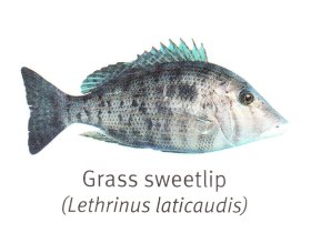 Sweet Lip - Hervey Bay