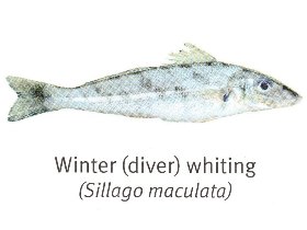 Winter Whiting - Hervey Bay