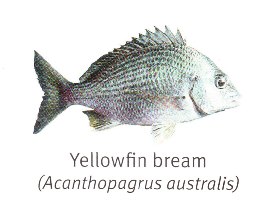 Yellow Fin Bream - Hervey Bay