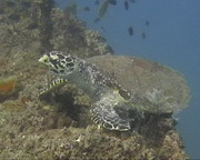 Resident Turtle - Hervey Bay